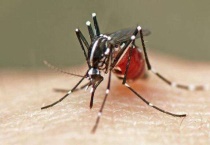 夏天被蚊子咬怎么办？