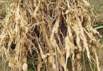 根结线虫的防治方法 附其危害特征和流行病学