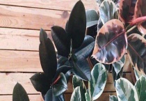 橡皮树怎么浇水 橡皮树的喷水时间