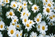 邹菊和雏菊的区别？