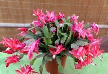 蟹爪兰为什么不开花