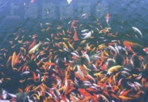 鱼吃火腿肠吗？