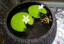 一叶莲水培叶子腐烂用什么治疗