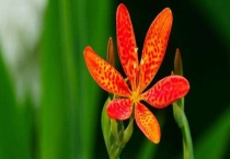 射干高产种植管理技术 低洼积水地根茎易腐烂