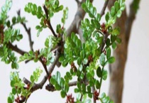 清香木与胡椒木的区别？ 胡椒木和清香木的简单鉴别多久？