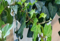 常春藤和爬山虎的区别？ 详细介绍