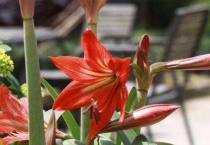 朱顶红种球几月种植