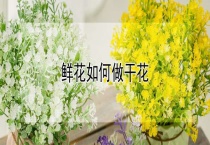 鲜花如何做干花