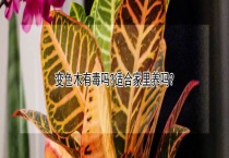 变色木有毒吗？适合家里养吗？