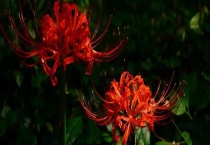 曼陀罗华是彼岸花吗？