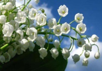 铃兰长得很细怎么办？