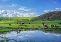 喂牛的草种有哪些品种