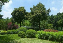 什么药可以杀死树木