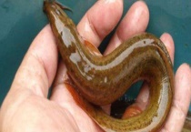 泥鳅吃什么饲料 是鱼类吗？