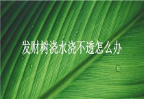 发财树浇水浇不透怎么办？