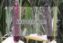 紫杆紫叶的玉米品种有哪些？