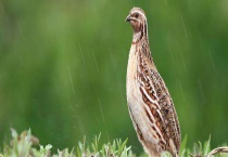 鹌鹑饲料配方与制作 不同的生长阶段搭配不同的饲料