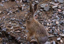 下雨天野兔晚上出来活动吗？