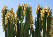 仙人掌长刺的原因 防辐射的原因又是什么？