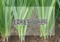 韭菜刚发芽可以施肥吗？