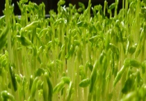 芽菜是不是发物 附芽菜简介