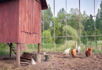 鸡粪的自然腐熟多久？