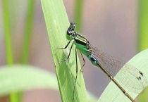 蜻蜓和豆娘的区别？ 蜻蜓吃什么食物