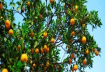 桔树结果需要几年 附桔树种植条件要求