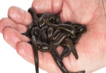 水蛭的生活习性 附水蛭的产地分布和种类分类