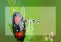 瓢虫吃什么？