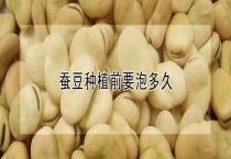 蚕豆种植前要泡多久？