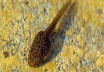 蝌蚪是鱼类的一种吗 怎么造蝌蚪养殖池