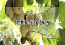 猕猴桃适合在哪些地方种植