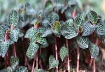 金线莲的产地分布 附产地环境