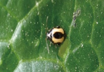 什么农药可防治黄曲条跳甲 其他防治方法有哪些？