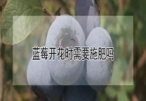 蓝莓开花时需要施肥吗？