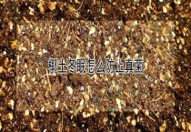 椰土冬眠怎么防止真菌