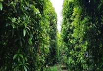 桂花树苗的培育技术 包括培育环境、繁育技术、病虫害防治等