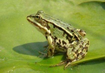 为什么青蛙要冬眠