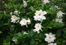 白蟾花和栀子花的区别？