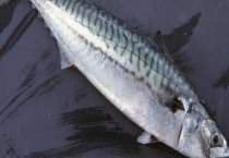 怎么用冰箱保存鲜鲅鱼 鲅鱼可以生吃吗？