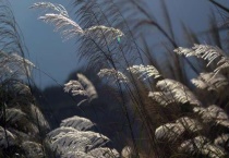 菅芒花与芦苇的区别？