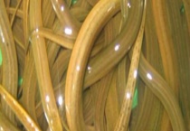 有什么捕捉黄鳝泥鳅的方法吗？