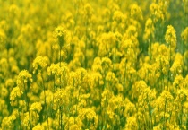 油菜花一般几月开花 常见的油菜花品种有哪些 油菜花有哪些价值