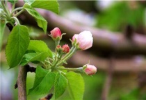 新栽果树浇水最佳时间
