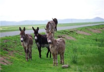 驴养殖成本利润和周期