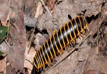 山蛩虫有毒吗 怎么消灭 咬不咬人？