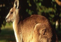 袋鼠打架厉害吗 吃什么食物 有哪些常见的种类