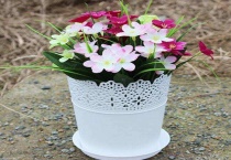 长筒花盆适合种什么？