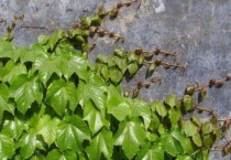 五叶地锦是爬山虎吗？